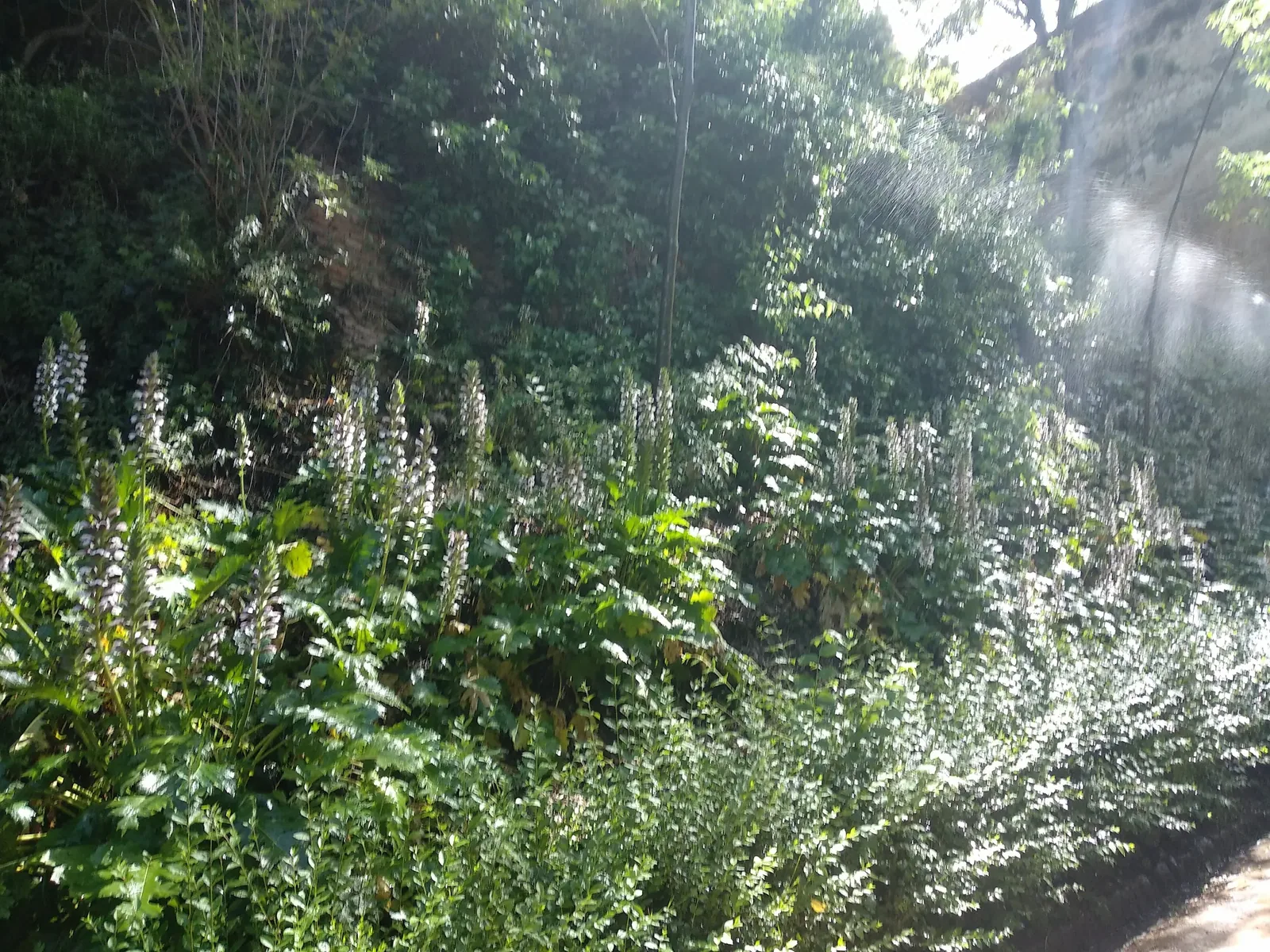 Sfeerbeeld uit onze tuinprojecten