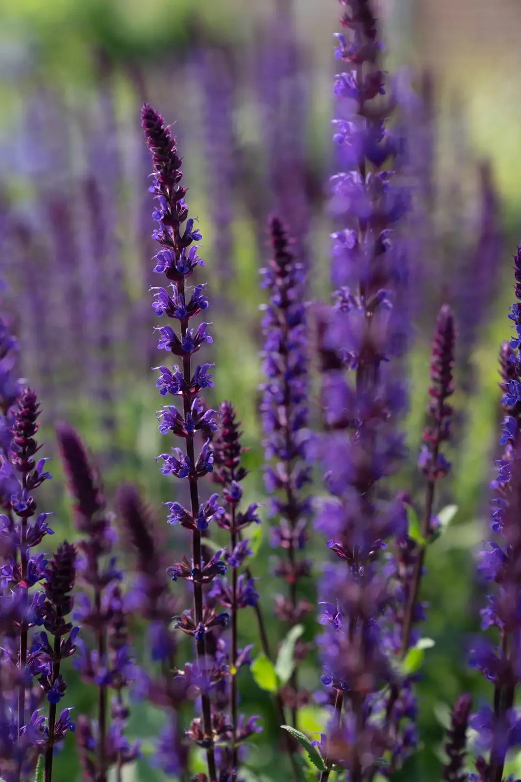 Sfeerbeeld uit onze tuinprojecten