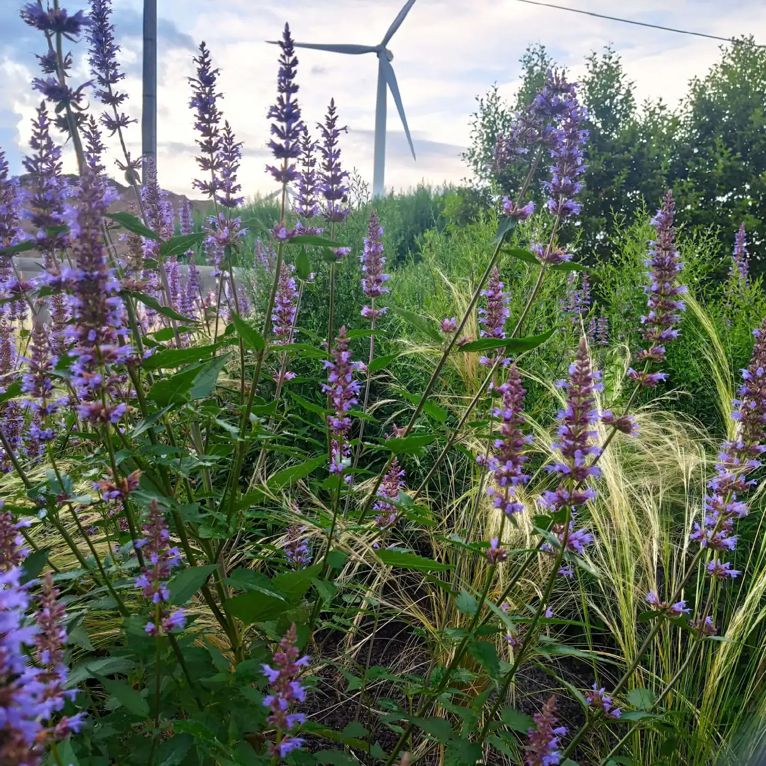 Waarom een tuinontwerp zichzelf terugbetaalt