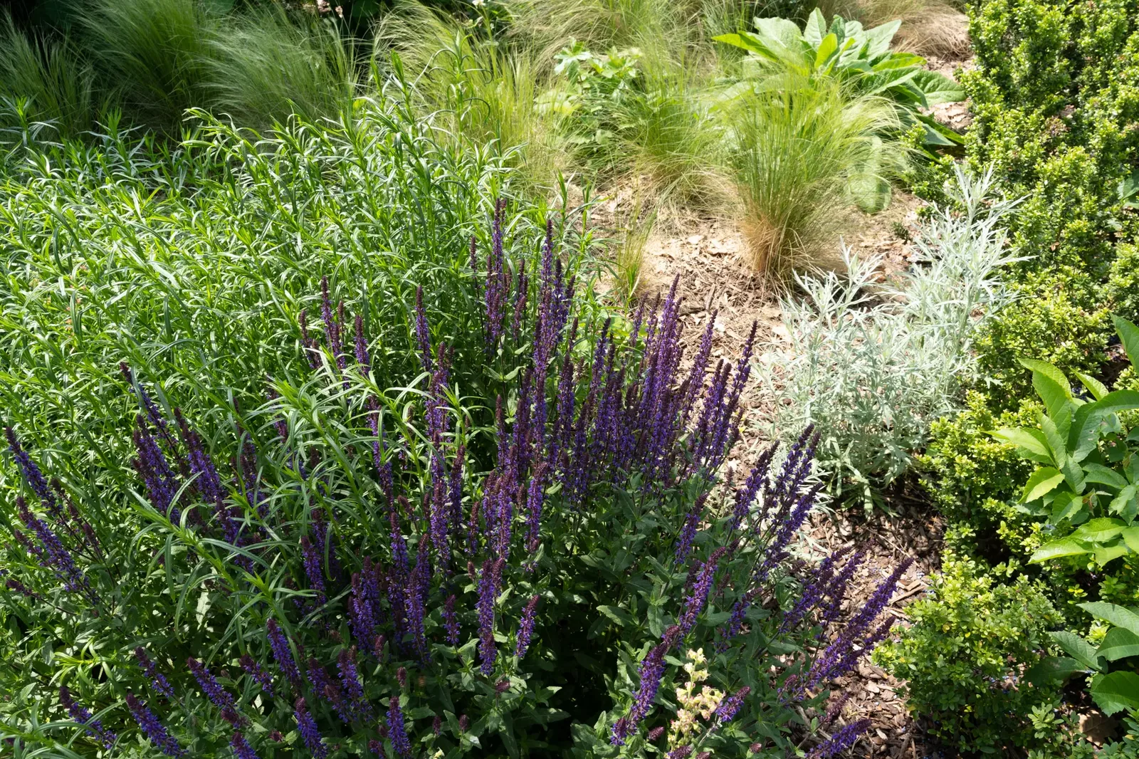 Sfeerbeeld van een ontworpen tuin