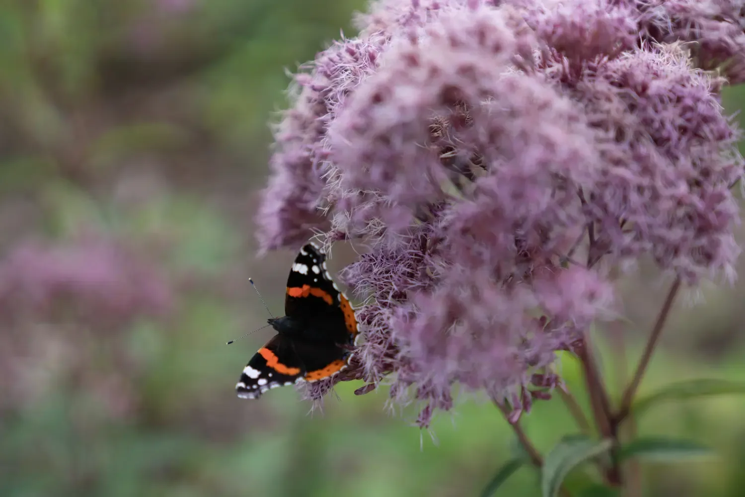 Sfeerbeeld uit onze tuinprojecten